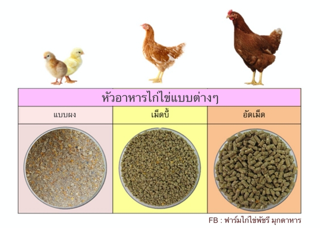 ไก่ไข่สาว เลี้ยงด้วยอาหารแบบไหนดี